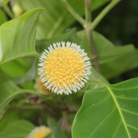 Nauclea orientalis (L.) L.